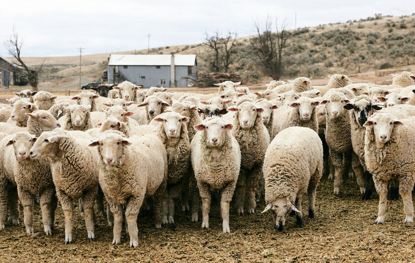 Pendleton family sheep