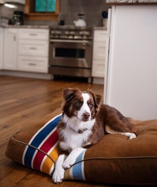 Pendleton Pet Bed with Dog Laying down