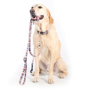 Dog wearing collar and leash
