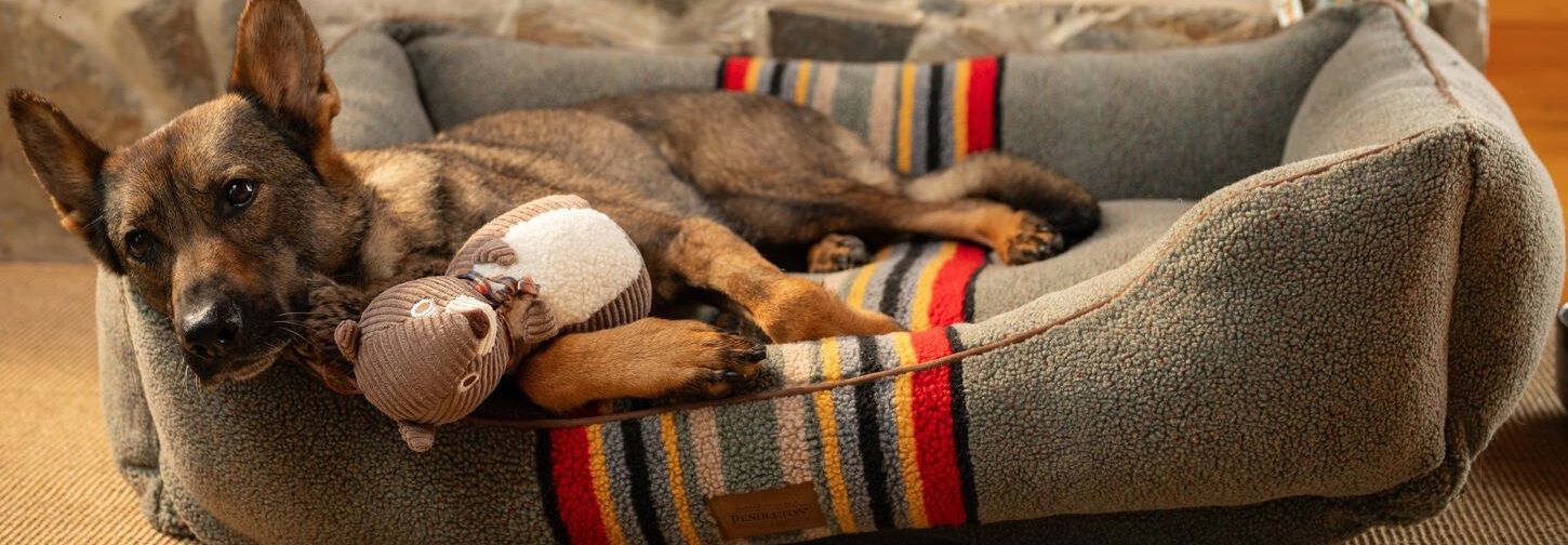 Dog lounging in Pendleton Pet Bed