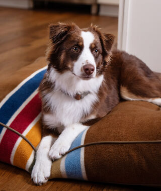 Dog laying on a Pendleton pet bed