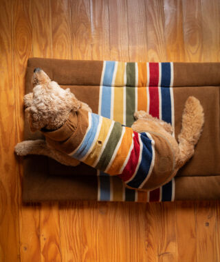 Dog laying on a Pendleton National Park pet bed