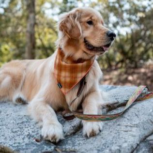 Dog wearing bandana