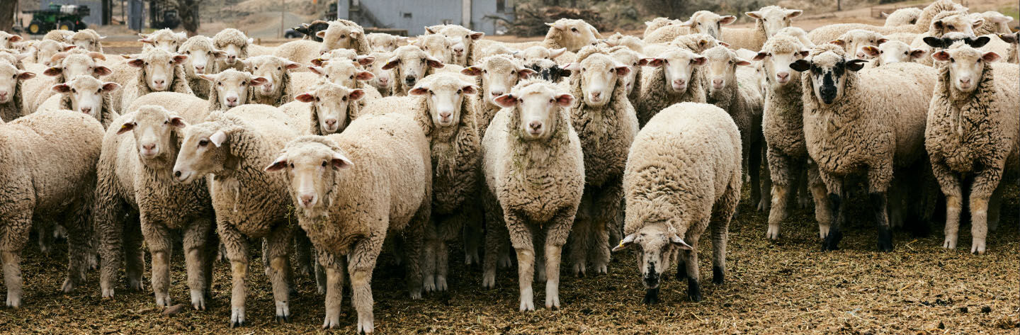 Photo of a flock of sheep