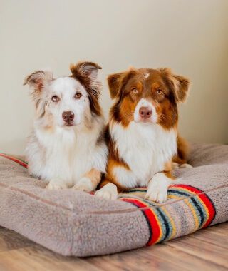 Pendleton Pet Beds and Accessories