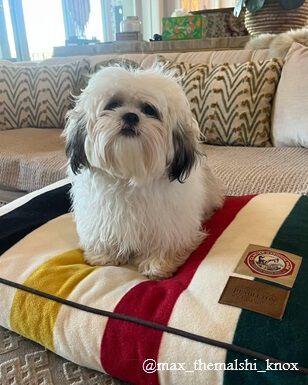 @max_themalshi_knox UGC