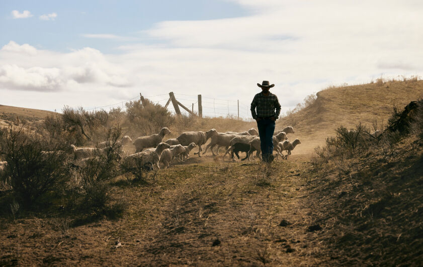 Rancher out with his sheep