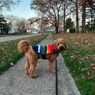 Dog wearing Crater Lake vest